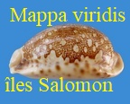 Cypraea mappa isles salomon
